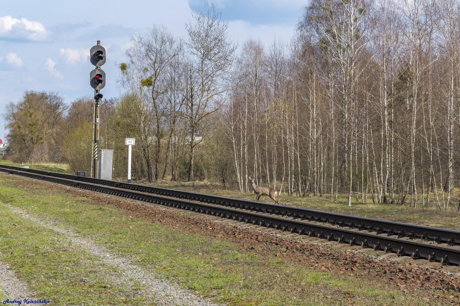 Белорусская железная дорога — Животные на транспорте