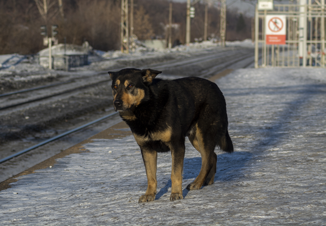 Россия, прочее — Животные на Транспорте