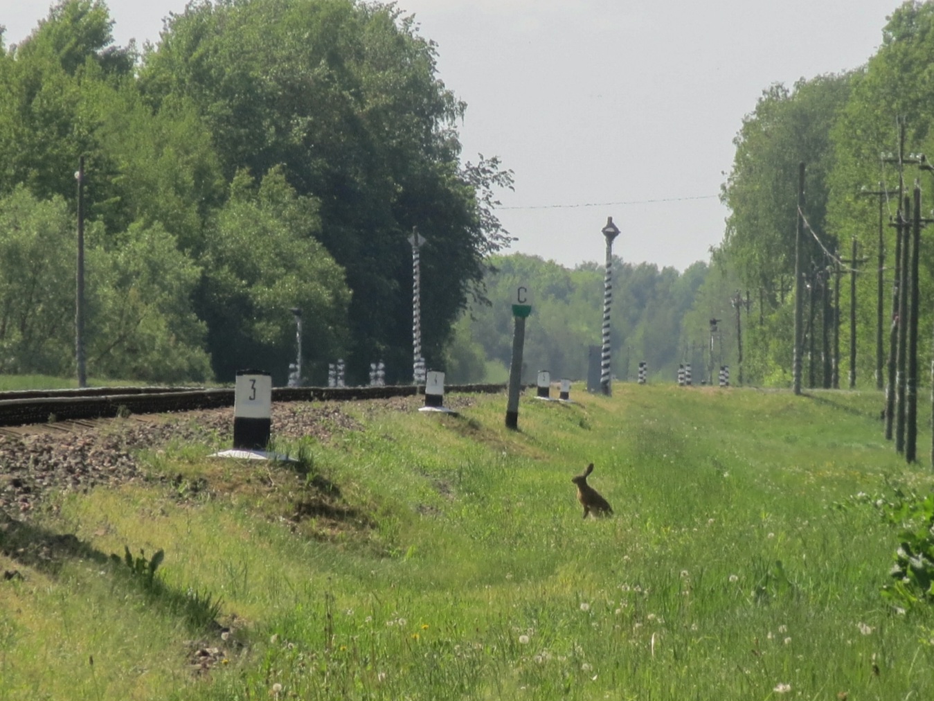 Belarusian Railway — Animals for Transport