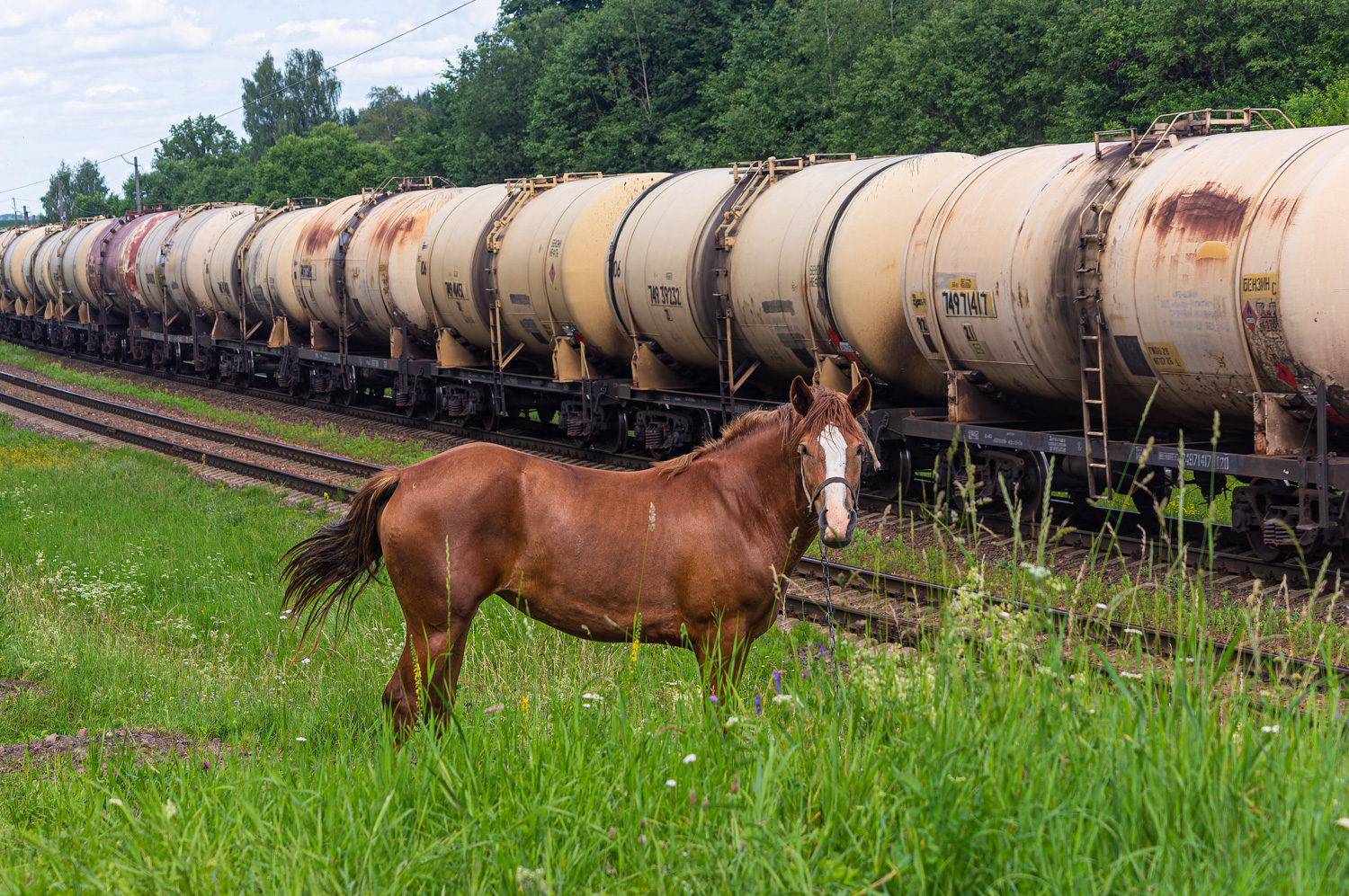 Белорусская железная дорога — Животные на транспорте