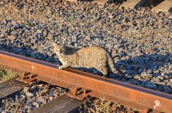 Belarusian Railway — Animals for Transport