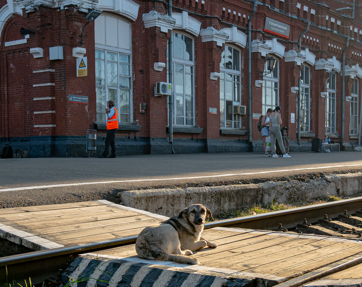 Россия, прочее — Животные на Транспорте