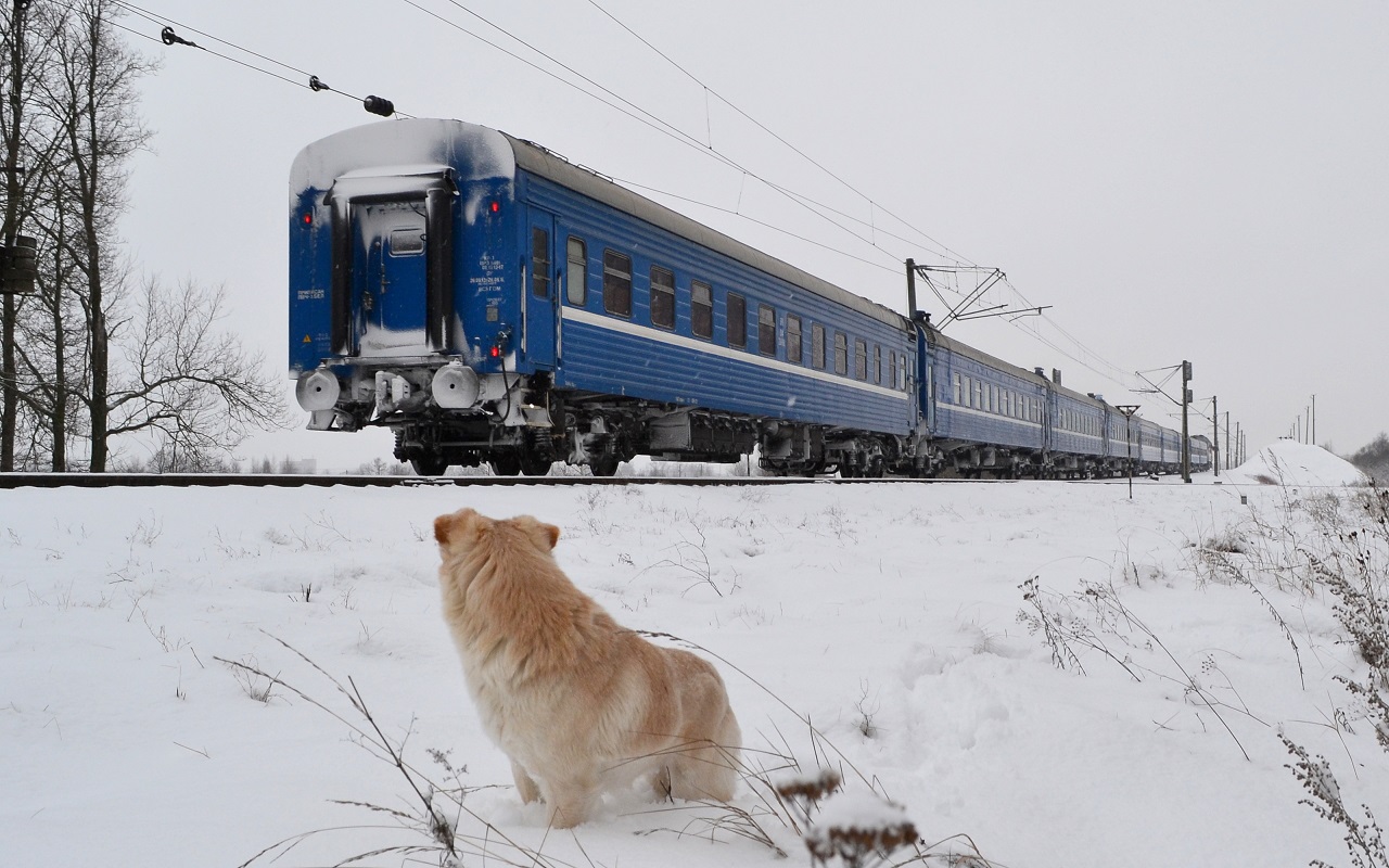 Белорусская железная дорога — Животные на транспорте