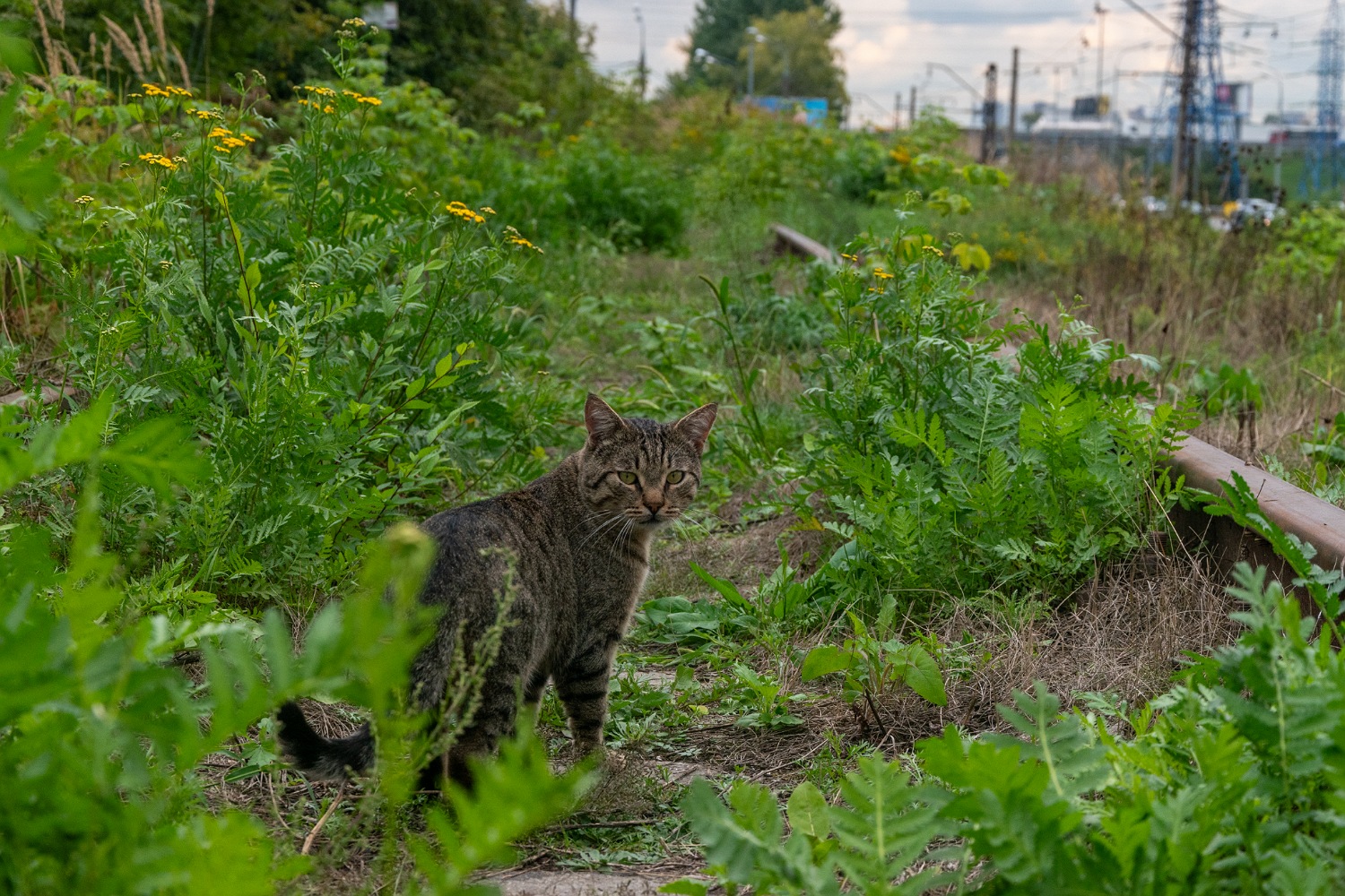 Transport and animals (Russia, Other)