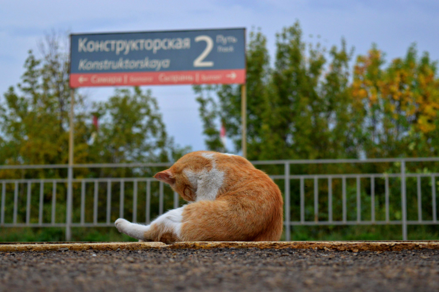 Транспорт и животные (Россия, прочее)