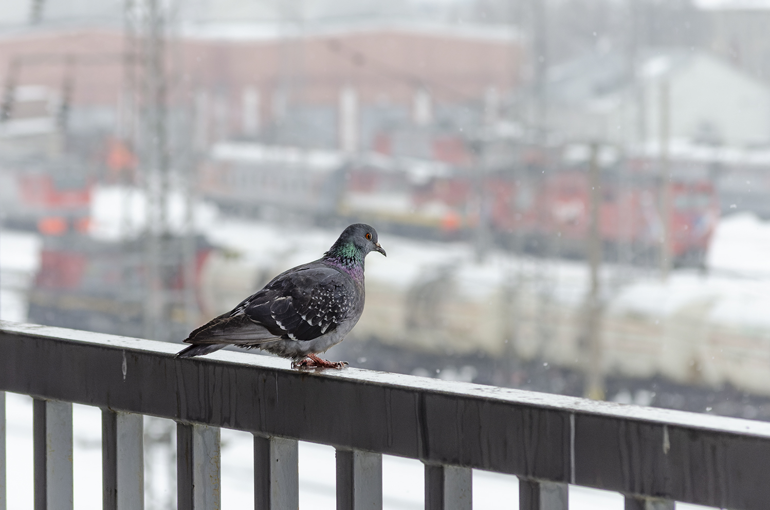 Транспорт и животные