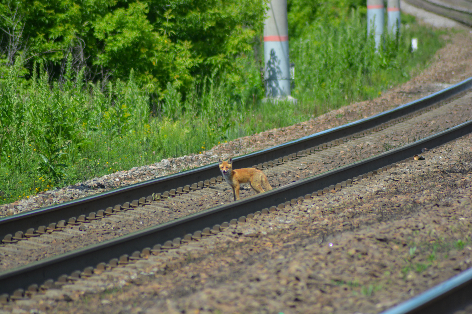 Transport and animals