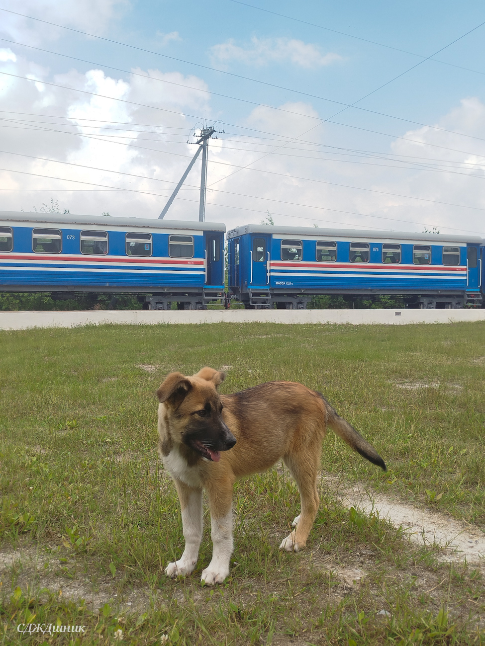 Transport and animals