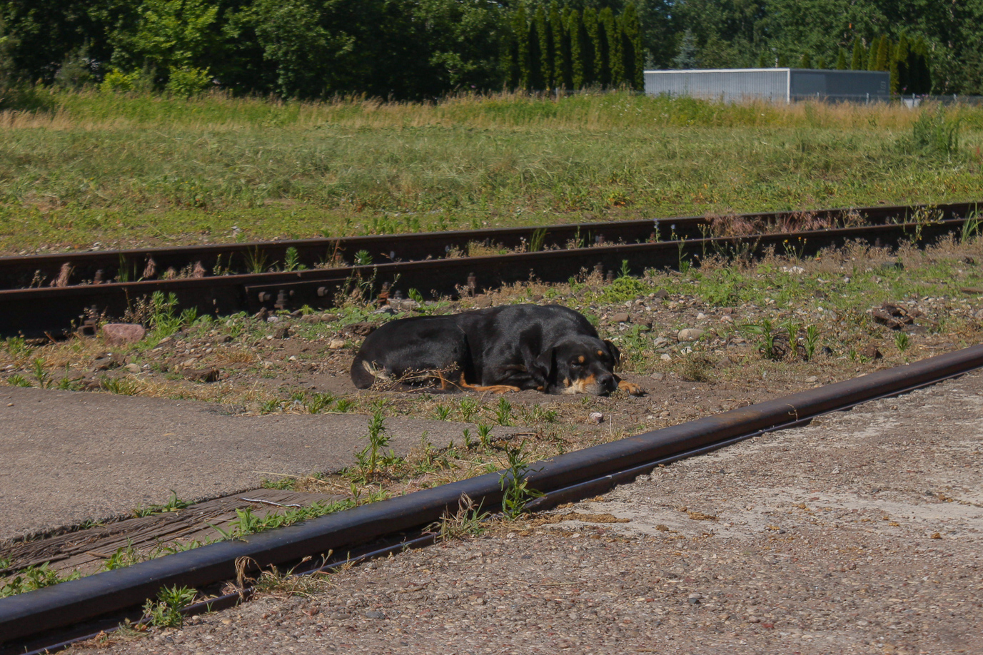 Transport and animals