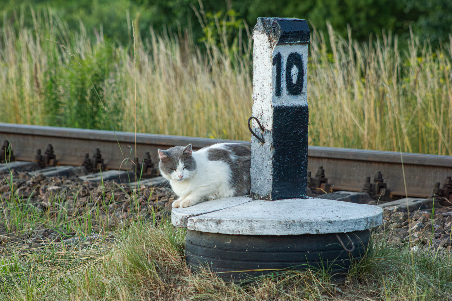 Transport and animals
