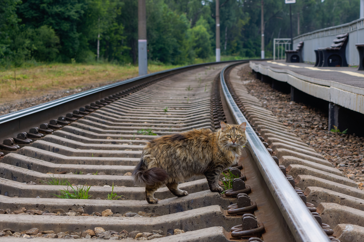 Transport and animals