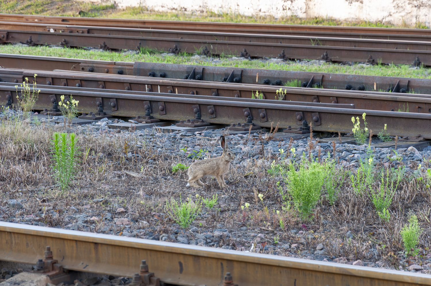 Transport and animals