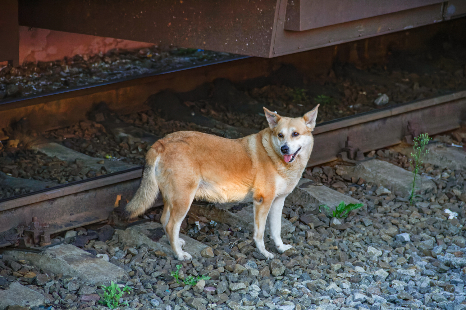 Transport and animals