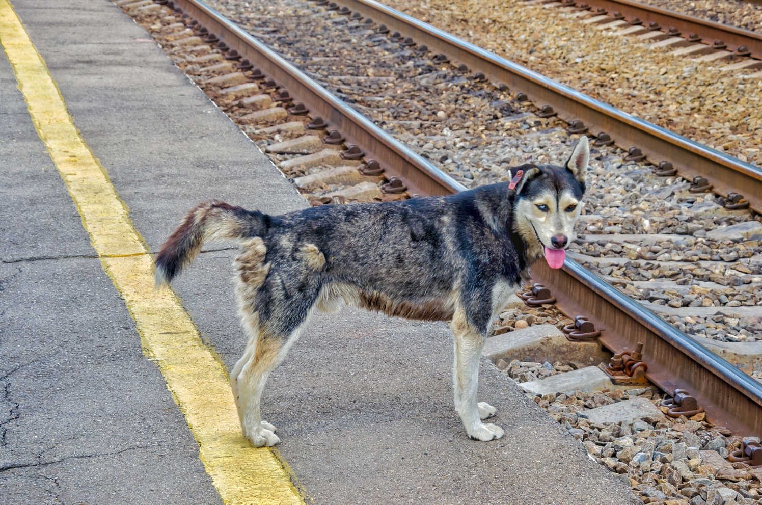 Transport and animals
