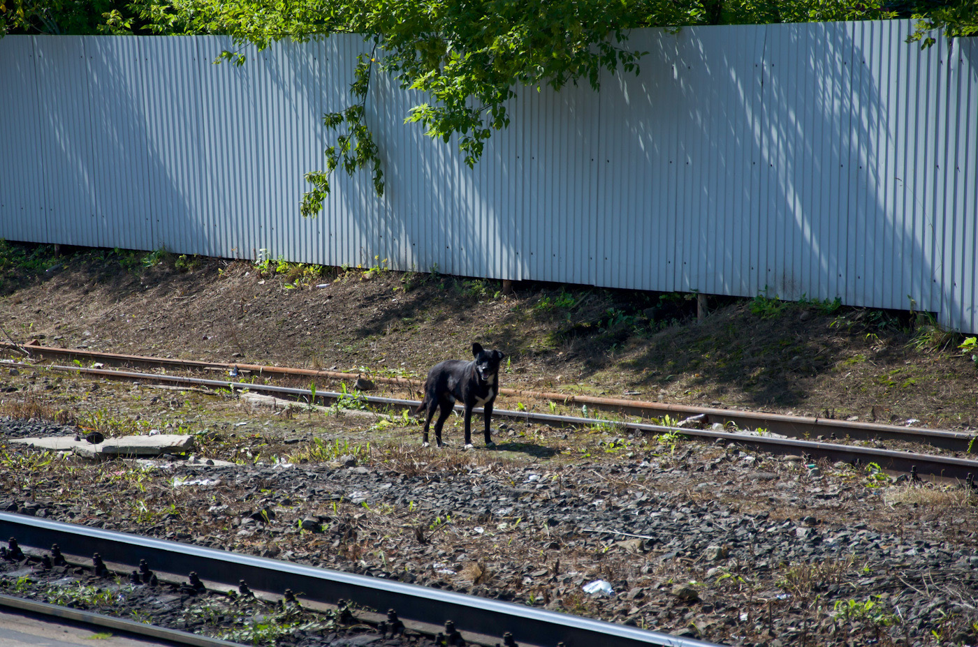 Transport and animals