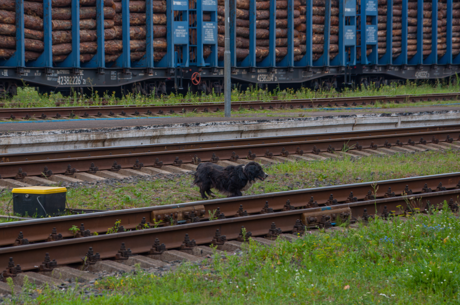 Transport and animals