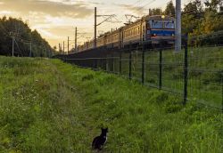 Транспорт и животные